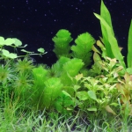 植栽から23日目（トリミングから10日目）　カボンバ